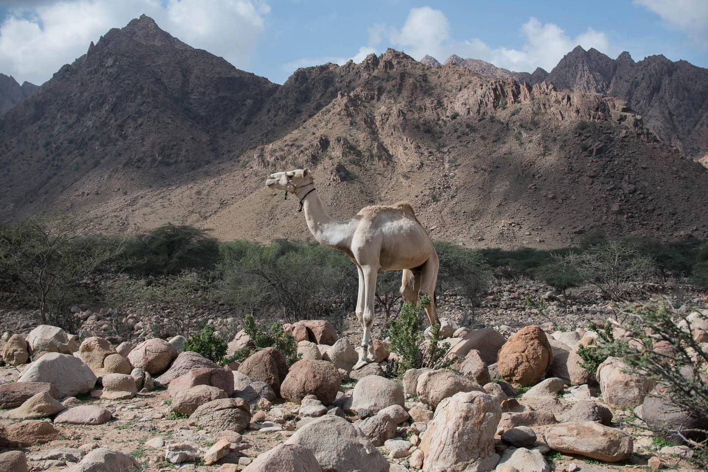 Camels can be seen strolling around throughout the protected area. A photo essay profiling the Gabal Elba Protected Area (GEPA) in Egypt's Red Sea governorate, along the borders with Sudan Photo by Jihad Abaza