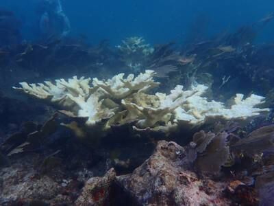 Coral bleaching is affecting large sections of Florida's famous reefs. The state has received funding from the UAE that has gone towards combating this climate change-related phenomenon. All photos: Coral Restoration Foundation