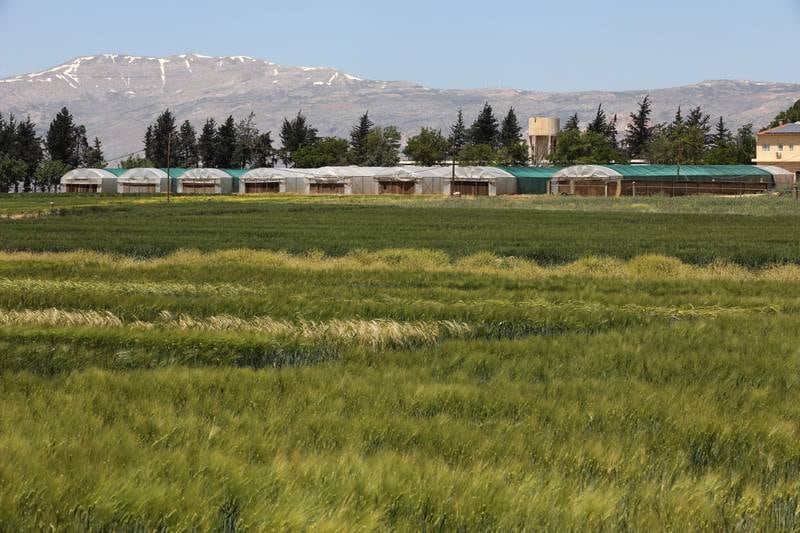 The growing fields of seeds surrounding ICARDA premises in Terbol village.