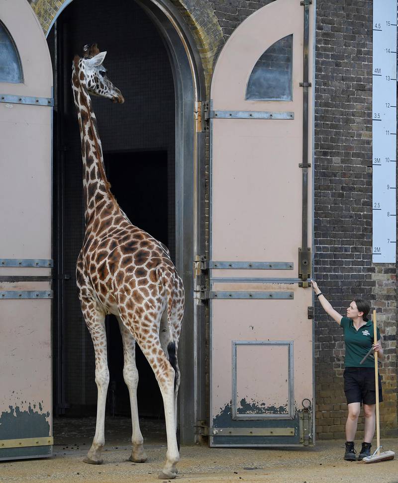 A zookeeper returns a giraffe to its house at London Zoo, London, Britain.  Reuters