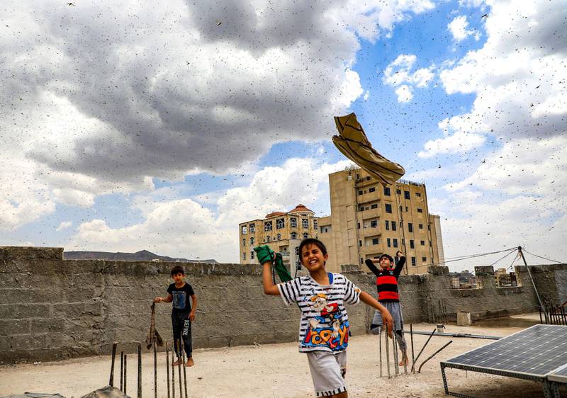 TOPSHOT - Children try to catch locusts while standing on a rooftop as they swarm over the Huthi rebel-held Yemeni capital Sanaa on July 28, 2019.  / AFP / Mohammed HUWAIS
