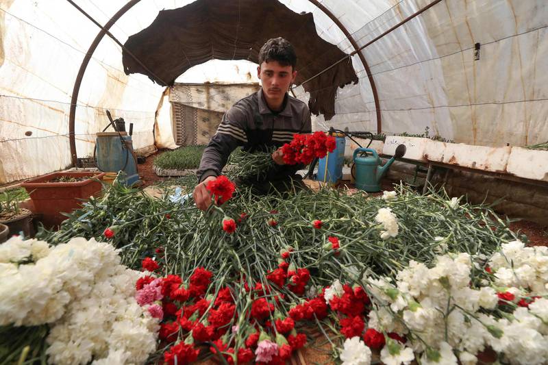 An employee sorts the freshly harvested carnations by colour. AFP