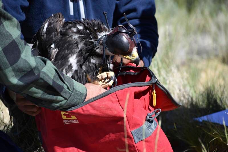 Researcher Charles Preston places a young golden eagle into a bag so it can be returned to its nest after the bird was temporarily removed for research into the species' population. AP