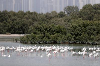 Dubai, United Arab Emirates - August 14, 2019: Standalone. Flamingos feed at Ras Al Khor wildlife sanctuary. Wednesday the 14th of August 2019. Dubai. Chris Whiteoak / The National