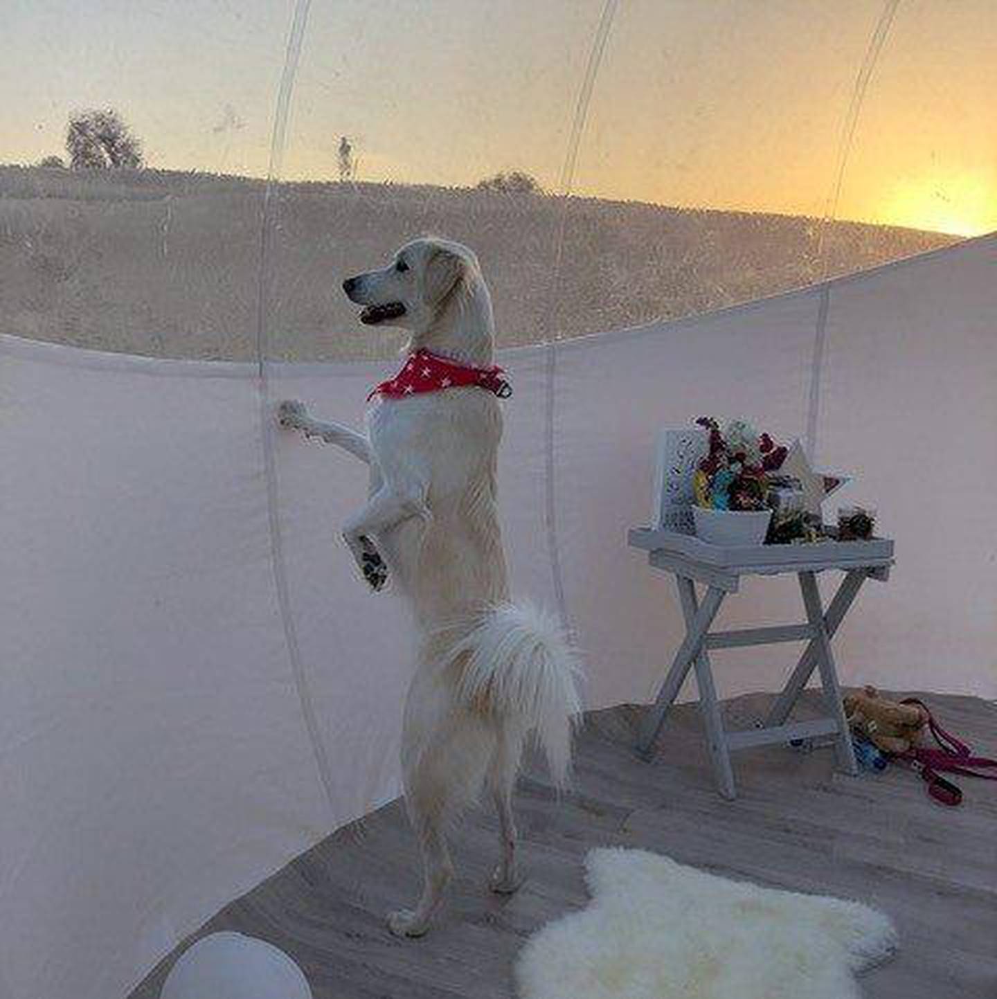 Rescue dog Safa glamping in the desert. 