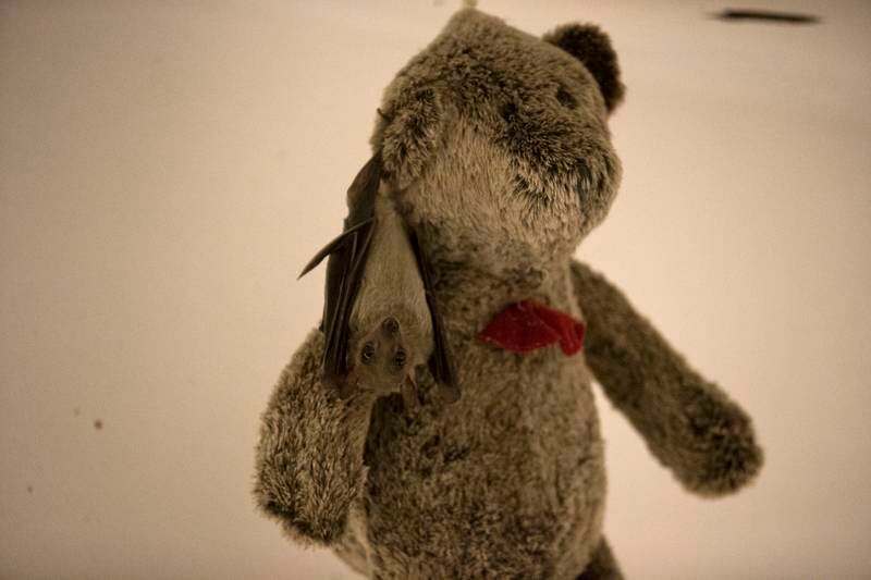 A wounded Egyptian fruit bat hangs on a teddy bear in the apartment of Nora Lifschitz in Tel Aviv, Israel. EPA