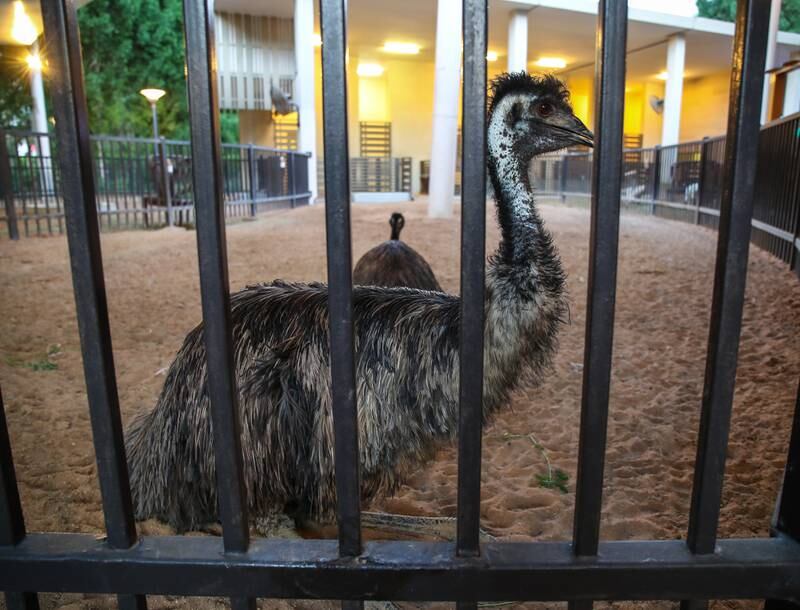 An emu at the petting zoo. 
