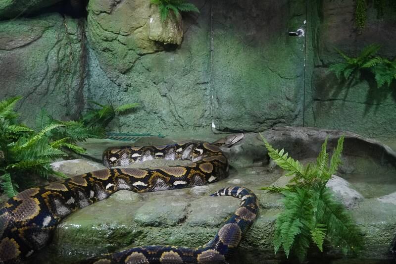 The National Aquarium is home to Super Snake, a 14-year-old female reticulated python. Leen Alfaisal / The National