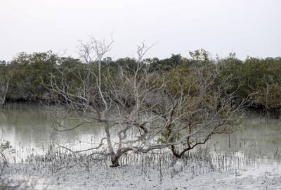 Jubail Mangrove Park-AD Mangroves play an important part in the environment of United Arab Emirates on Jubail Island, June 20, 2021. Khushnum Bhandari/ The National
Reporter: N/A News