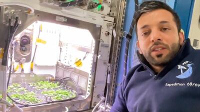 UAE astronaut Sultan Al Neyadi harvests leaves from the plant nursery aboard the International Space Station. Sultan Al Neyadi X/Twitter