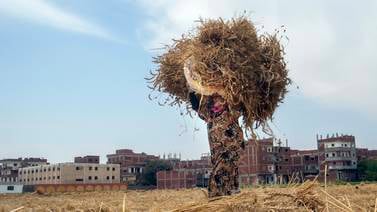 An image that illustrates this article Egypt in talks with India on wheat export ban exemption