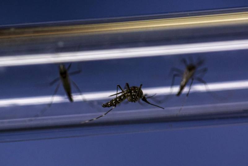 Mosquitoes infected with 'Wolbachia' bacteria were used to test the theory that it can reduce the insects' ability to spread dengue fever virus, which has common symptoms with malaria. Bloomberg