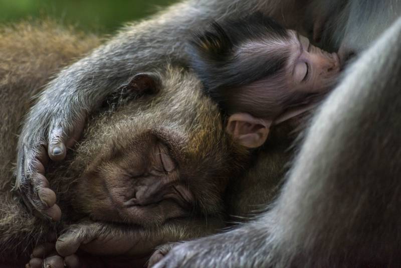 Gold medal, Animal Portraits: long-tailed macaques, Bali, Indonesia, by Tom Vierus, Fiji.