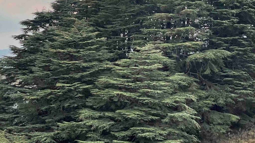 cedars of lebanon tree