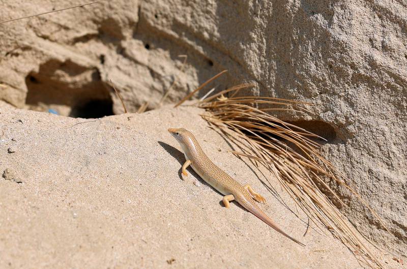 Dubai, United Arab Emirates - Reporter: N/A. News. Standalone. A sand fish or common skink (Scincus scincus). They are quite common in the sandy desert areas of the UAE and usually dive under the sand if threatened. Saturday, October 10th, 2020. Dubai. Chris Whiteoak / The National