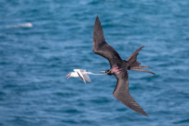 A frigate bird chases a red-billed tropic bird in the hope of forcing it to drop its fish. Courtesy Jamie Lafferty