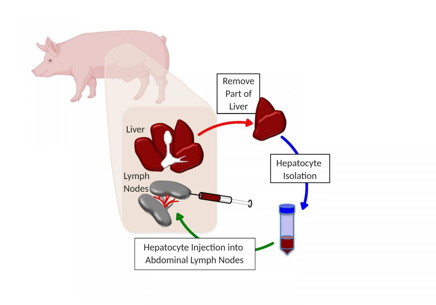 A diagram that helps to show how the technique works. It shows work carried out on pigs. Each animal had part of its liver removed and from this hepatocytes (liver cells) were isolated. The liver cells were then injected back into the lymph nodes of each pig. Mini ectopic livers grew in the lymph nodes. Photo: LyGenesis