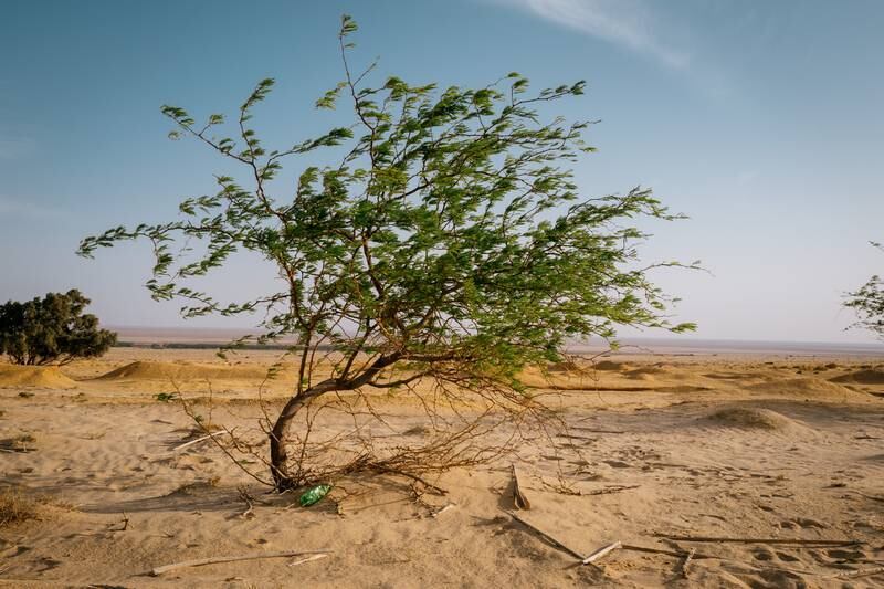 A plastic soda bottle entangled in the roots of an African Tamarix tree in the Sahara east of Nafta, Tunisia. Erin Clare Brown / The National
