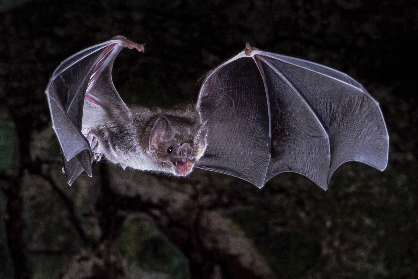 A vampire bat in flight. AAAS via AP