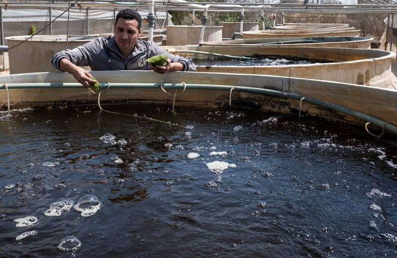 Bustan Aquaponics employee Mahmoud Abdelaziz feeding fish at a fish farm