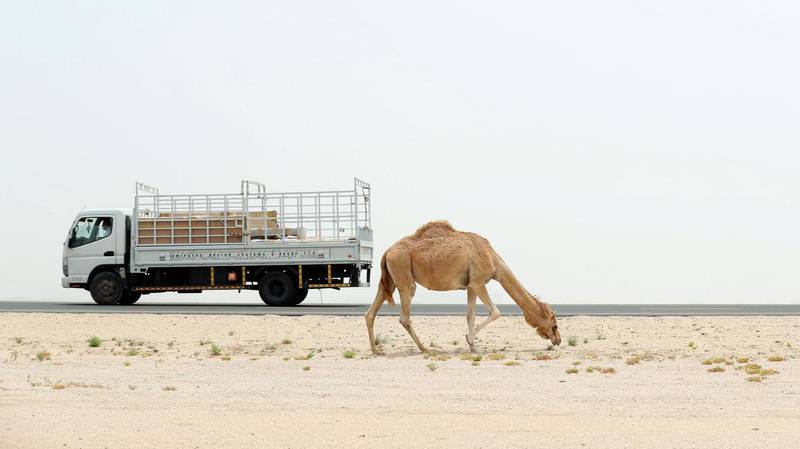 Camel overgrazing is a threat to rare desert plant life. Chris Whiteoak / The National