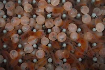 Hatched salmon with yolk sacs alongside unhatched eggs at the Atlantic Sapphire Bluehouse indoor salmon farm in Homestead, Florida. AP