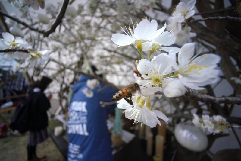 A bee flies over decorative flowers for the victims of the March 11, 2011 earthquake and tsunami prior to a special memorial event in Tokyo, Japan, on March 11, 2018. Eugene Hoshiko / AP