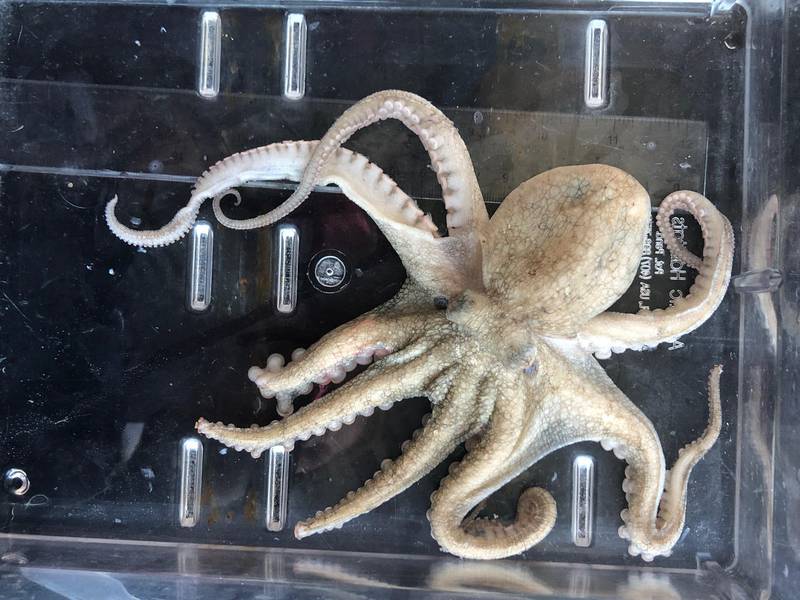 Researchers at NYUAD are studying how other species, such as the octopus, can regrow damaged limbs and organs. Courtesy: NUYAD