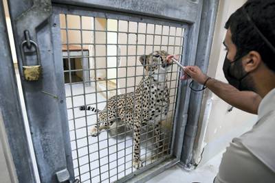 Abu Dhabi, United Arab Emirates - Saeed Al Shamsi, animal keeper feeds the cheetah at Al Ain Zoo. Khushnum Bhandari for The National
