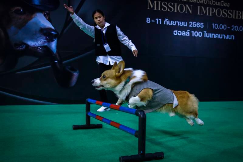 A trainer urges a dog to jump over a hurdle during a show at the Pet Expo Championship 2022 in Bangkok, Thailand. EPA