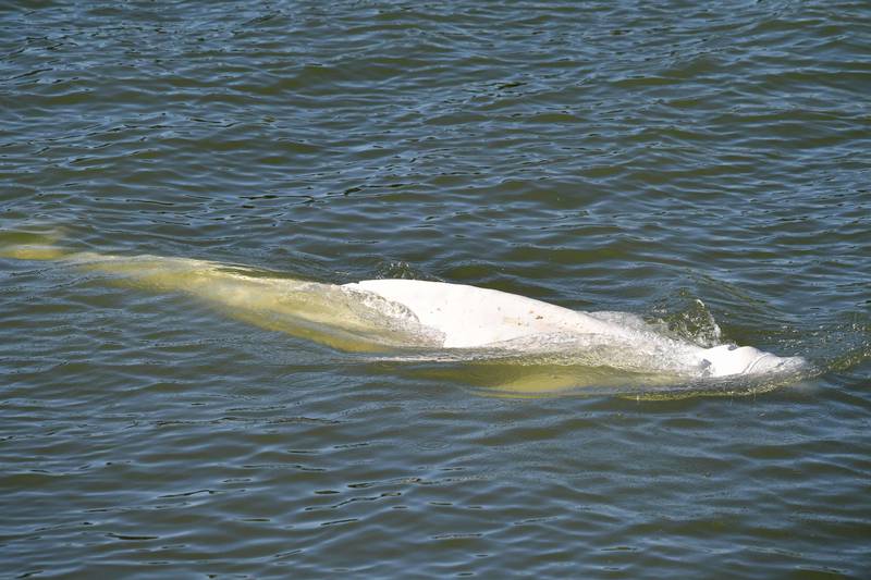 The beluga whale in the Seine river, near a lock in Courcelles-sur-Seine, western France. AFP