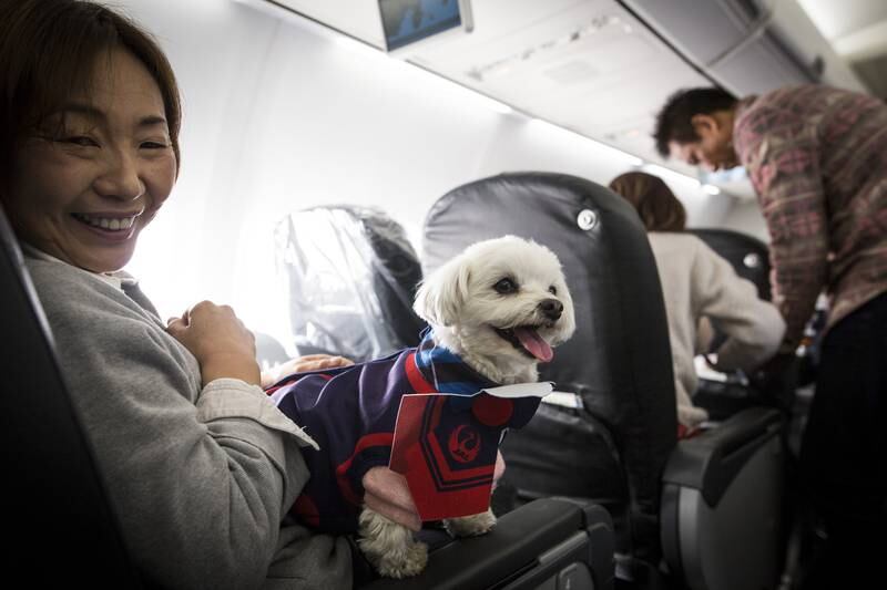 Bookings have to be submitted at least 72 hours before travel via an online booking form, with details declared such as the pet’s microchip number, a certified health certificate and a fit-to-travel certificate. Getty Images