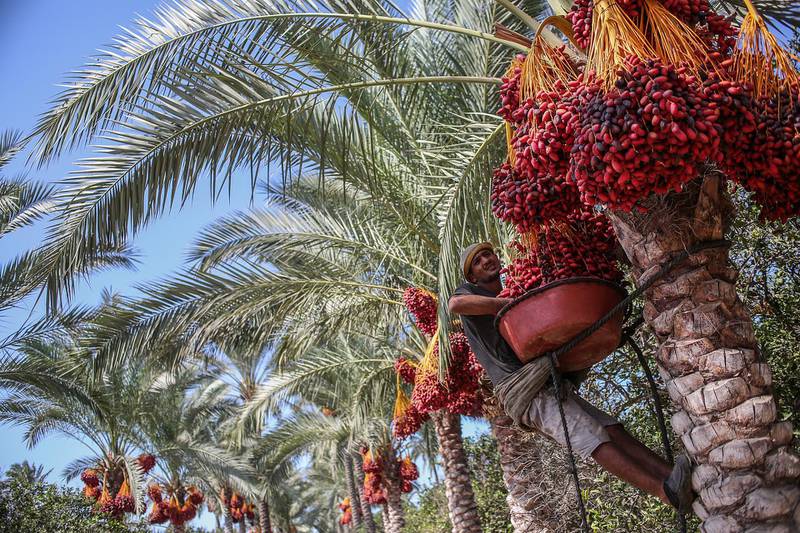 Palestinians pick red dates from palm trees, in Deir al Balah town, the central Gaza Strip. EPA