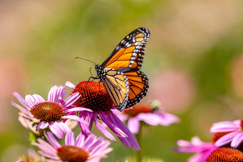 The monarch butterfly is at risk of extinction due to dams and poaching. Reuters