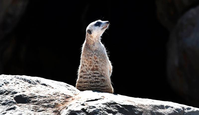 A Meerkat sits on rocks at the Los Angeles Zoo.  AFP
