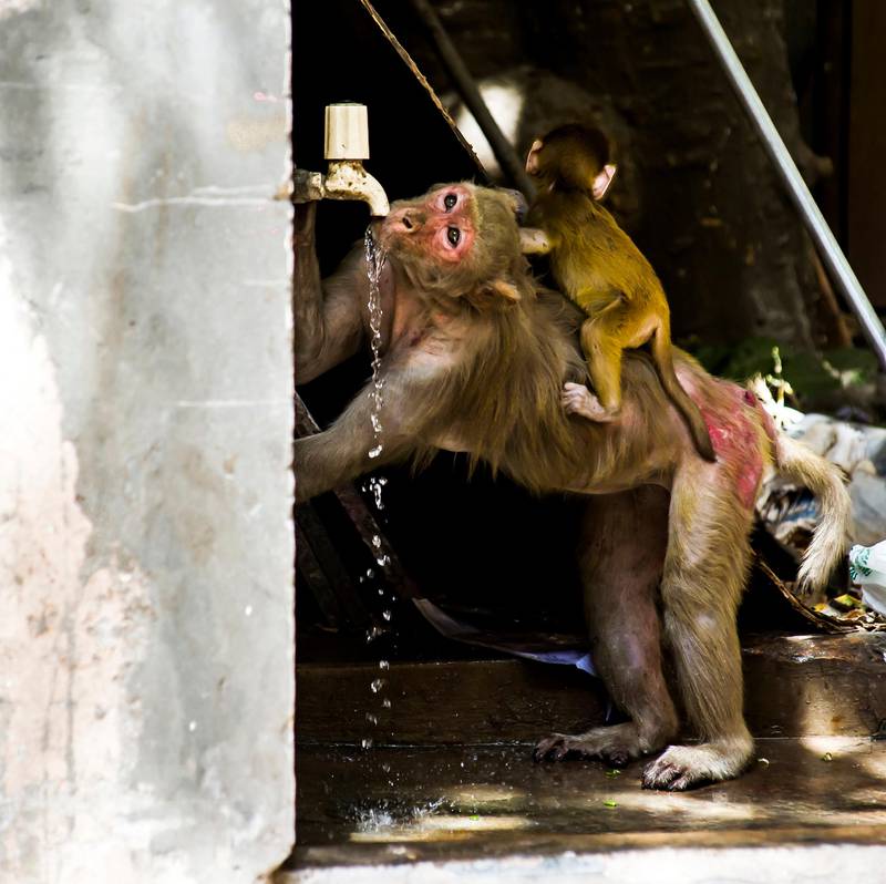 Thursday 16th May 2013, New Delhi, India.  A female Rhesus Macaque monkey with baby drinks water from a tap inside the grounds of Sharma Shakti Bhavan, a government building in New Delhi, India on Thursday 16th May 2013. In New Delhi Rhesus Macaque monkeys are known to snatch food, rifle through files and tear up papers in government offices, and bite people on the street. The monkeys have terrorised Delhi and parts of Northern India for a long time. In 2007, the deputy Delhi mayor fell to his death from his first-floor balcony trying to fight off marauding monkeys. Monkey catchers with pet Langur monkeys have traditionally been used to scare away the Macaques, but now the wildlife ministry has ordered Langurs, a protected species of monkeys, to be sent back to the wild after the 31st May 2013PHOTOGRAPH BY AND COPYRIGHT OF SIMON DE TREY-WHITE+ 91 98103 99809email: simon@simondetreywhite.com