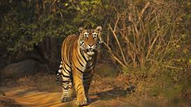 Tiger attacks leave villagers on edge in India's Ranthambore reserve
