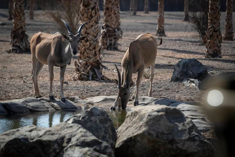 Sharjah Safari will be home to more than 120 species, including rare animals native to Africa, the rarest of which will be the black rhinoceros.