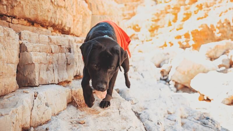 Ras Al Khaimah has introduced a new dog-friendly initiative to the emirate