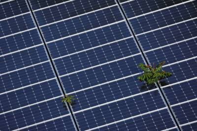 Plants grow through an array of solar panels in Fort Lauderdale, Florida. Reuters