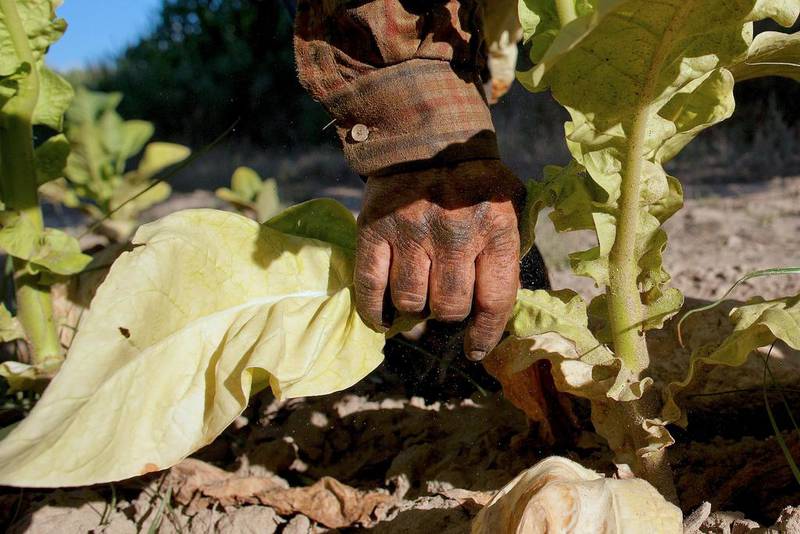 A worker selects and collects ripe tobacco leaves from the bottom of the plants during the tobacco harvest on a farm on August 15, 2014 near Valverde de la Vera. Pablo Blazquez Dominguez / Getty Images