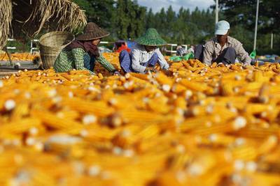 Myanmar workers prepare corn for drying in a field during the harvest in Naypyitaw, Myanmar. Hein Htet / EPA
