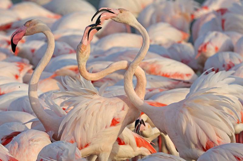 A flamboyance of flamingos gather at the Ras al-Khor wildlife sanctuary in Dubai, on February 7, 2023.  (Photo by Giuseppe CACACE  /  AFP)