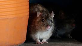 Indian police say rats ate 600kg of cannabis from station storeroom