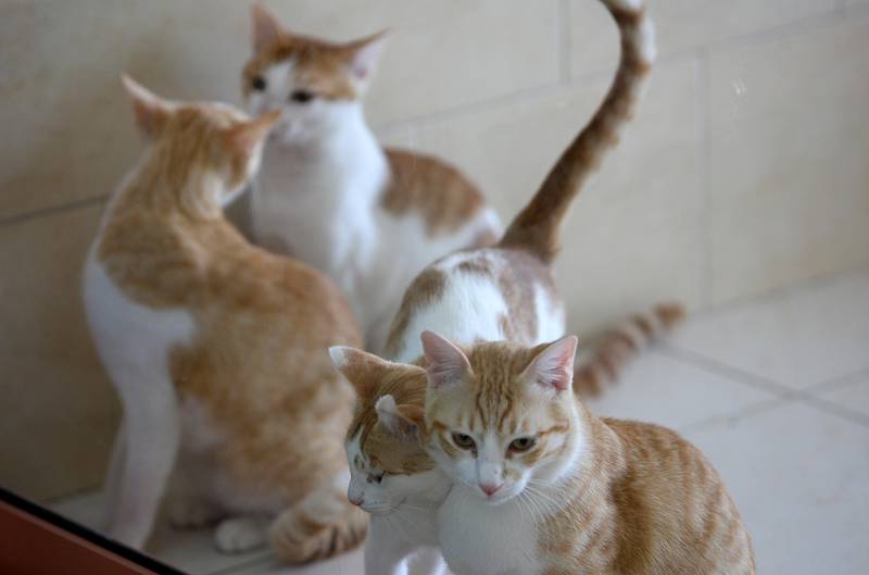 SHARJAH, UNITED ARAB EMIRATES, May 3: Some of the cats are ready for adoption at Sharjah cat & dog shelter in Sharjah. (Pawan Singh / The National) For News. Story by Yasin