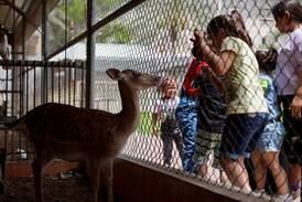 Palestinian children look at a deer at Nama Zoo in Gaza. Reuters