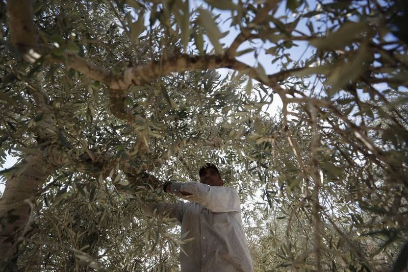 A Palestinian man picks olives during harvest season near Nablus, in the Israeli-occupied West Bank. Reuters