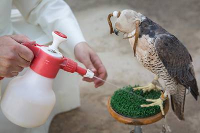 Kuwaiti falconner Ahmad Al Nowaif takes care of his falcon in Kuwait.