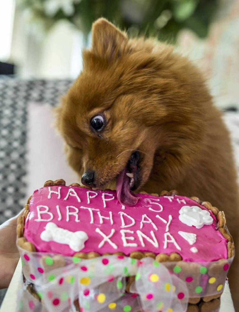 Xena tucks into her birthday cake. Courtesy Howl & Growl