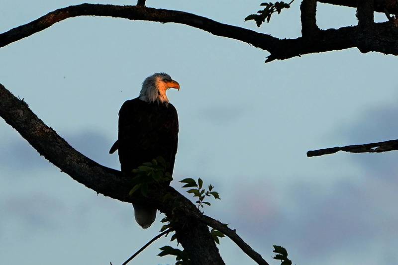 A bald eagle is perched in a tree in Baddeck, Nova Scotia, Canada. Reuters